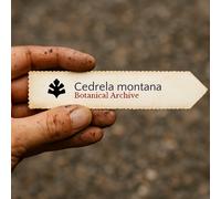Cedrela montana SEEDS - - SEMI Cedro di montagna | Cedro andino