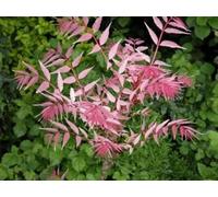 Cedrela sinensis ‘Flamingo’ Seeds - 15 Grains | Chinese Cedar/Toona Tree | Pink Spring Foliage | Ornamental Tree Seeds