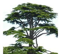 Cedro del Libano, Cedrus libani, Pianta in vaso ø18 cm h 80/100 cm Vivaio di Castelletto