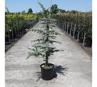 Cedro del Libano "Cedrus libani" pianta in vaso ø22 cm H 80/100 cm