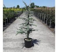 Cedro del Libano "Cedrus libani" pianta innestata in vaso ø22 cm h. 80/100 cm Vivaio di Castelletto