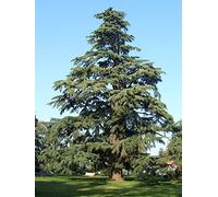 Cedro dell'Himalaya "Cedrus deodara" pianta in vaso ø20 cm h. oltre 1 metro Vivaio di Castelletto