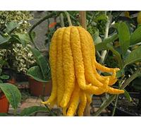 Cedro "Mano di Buddha" Cedro Agrumi di Sicilia pianta in vaso ø20 cm