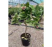 Cedro pianta di Cedro su vaso cm 20 h 80 MODIPITRE