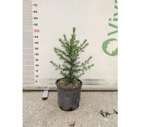 CEDRUS ATLANTICA VASO 20 pianta di cedro dell'atlante