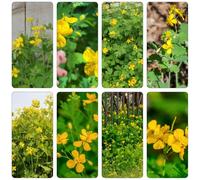 Celidonia da cucina giardino da cucina giardino semi serrature balcone medicinali selvatico, autunno, perenne tagliato 100pcs