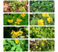 Celidonia jardín jardín rocce bonsái interni medicinali semi selvatico semi esotici interni cucina roccia resistenti 100pcs