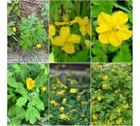 celidonia mayor - semi semi di perenni giardino resistenti per il giardino Celidonia mayor balcone selvatico balcone resistente 900pcs