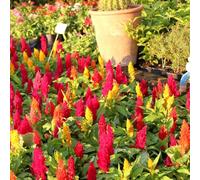 Celosia cristata balcone interna raro giardino tappezzanti 500semi