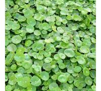 Centella asiatica decorazione di balconi resistenti all'aperto ufficio semi semi balcone medicinali giardino cucina 180pcs