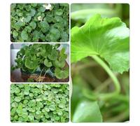 Centella asiatica - gotu kola d'appartamento giardino semi giardino esterno ufficio 250pcs