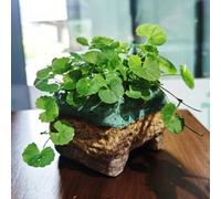 Centella asiatica - resistenti semi giardino Aiuole rialzate giardino resistenti esterno vaso 500pcs