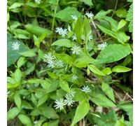 centocchio comune, giardino biologiche decorazioni esterni 90semi