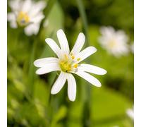 centocchio comune interno, varietà antiche giardino roccioso 1000semi
