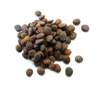 Cercis canadensis SEEDS - - Albero di Giuda Americano | Cercide Canadese