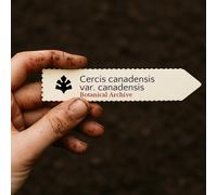 Cercis canadensis var. canadensis SEEDS - - SEMI Albero di Giuda | Cercis orien