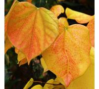 Cercis chinensis SEEDS - - SEMI Albero di Giuda cinese | Cercis cinese