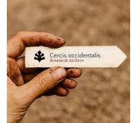 Cercis occidentalis SEEDS - - SEMI Albero di Giuda occidentale | Redbud califor