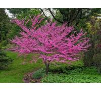 Cercis siliquastrum "Albero di Giuda" pianta in vaso 1 litri h 50/70 cm Vivaio di Castelletto