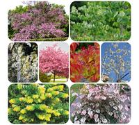 Cercis siliquastrum - crescita naturale facile curare primaverili 90semi