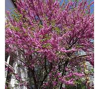Cercis Siliquastrum Judas 15 Tree Seeds.