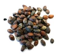 Cercis siliquastrum SEEDS - - SEMI Albero di Giuda
