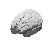 Cerebrum Model Right Side 1:1 Scale for Medical Education
