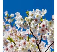 cerezzo balcone primavera arbusti resistenti prato selvatico, semina autunno, balcone perenne con parterre giardino cerezzo che amano l'ombra, 5pcs