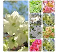 cerezzo da giardino che amano l'ombra, resistenti arbusti decorativi primavera resistente giardino balcone serraio selvatici balcone 200pcs