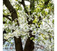 cerezzo di cerezzo ufficio semi giardino che amano l'ombra, letto resistente giardino elevato balcone serraio primavera prato 60pcs