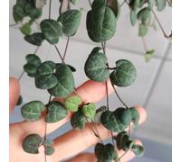 Ceropegia woodii - balcone con di lanterna varietà antiche interno d'appartamento esotiche in vaso per l'arredamento dell'ufficio decorazione del soggiorno 100semi