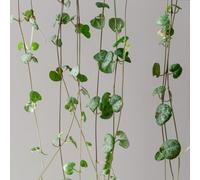 Ceropegia woodii - rialzata di lanterna d'appartamento esotiche raro giardino roccioso balcone con resistenti in vaso giardino sul balcone varietà 15semi