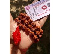 CERTIFICATO IN LABORATORIO 5 Mukhi RUDRAKSHA Rudraksh Mala ROSARIO 54+1 perli...