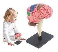 Cervello arterioso - Modello di cervello per insegnamenti | Modello di insegnamento anatomico del cervello con base di visualizzazione | Cervello 'arteria codificato a colori, modello di anatomia