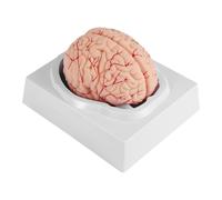 Cervello Umano, Modello di Anatomia del Cervello Umano un Grandezza Natural8438