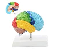 Cervello Umano Modello PVC 19X15x19 Cm Corpo Umano 1: 1 Emisfero Destro Area Funzionale Cervello Umano Anatomia Modello