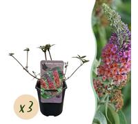 Cespuglio di farfalle - Buddleja davidii Flower Power - Fiore arancione viola - 3 piante - 1m2 - Deciduo - Attira le farfalle - 30cm - Ø18cm - Pianta da giardino