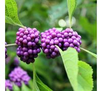 Cespuglio di perle dell'amore (Callicarpa bodinieri),Piantada balcone semi biologici,decorative da giardino semi di Piccoli per il giardino,colorati 200Seme