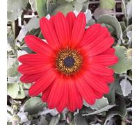 cesto del Capo giardino decorazione semi selvatici perenni resistenti semi Dimorphotheca ecklonis balcone parterre serrature balcone estate primavera arbusto 100pcs