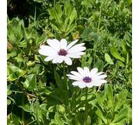 cesto del Capo - semi di selvatici balcone semi tetti verdi precoce biologici 700pcs