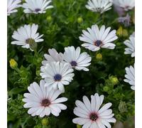 cesto del Capo - semi selvatici resistenti per il sole pieno giardino del balcone primavera selvatici balcone tagliati Copertura 35pcs