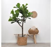 Cesto Jack - Fatto A Mano, 30x27 Cm, Ideale Per Interni E Esterni, Contemporaneo