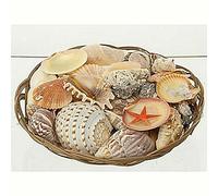 CESTO Kg.1,900 CONCHIGLIE MARINE NATURALI MISTE TROPICALI SEGNAPOSTO BOMBONIERA