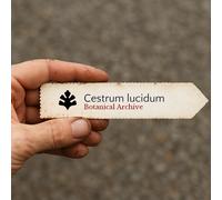 Cestrum lucidum SEEDS - - SEMI Regina della notte | Gelsomino notturno
