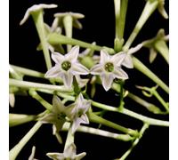 Cestrum nocturnum - - Gelsomino Notturno | Regina della Notte