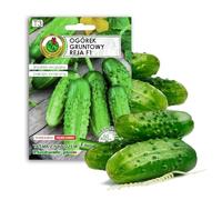 Cetrike 'REJA' F1 semi per orti e mini serra, varietà precoce, senza prodotti chimici, ingegneria genetica, aiuto per la crescita artificiale, 100% naturale