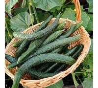 Cetrioli - giardino roccioso antiche varietà di giardino rampicanti orticole rare balcone rialzato con letto resistente biologici, 100semi