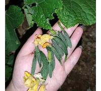 cetrioli - orto biologico da orto da balcone rampicanti di di vecchie varietà giardino roccioso giardino, resistenti, longeve vecchie 420semi