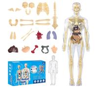 CEWROM Modello 3D Human Body Torso per bambini, modello di struttura del corpo umano trasparente con scheletro e muscoli, modello anatomico scheleton, insegnamento modello umano, educazione prescolare