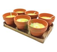 CF CITRONELLA IN COCCIO POLLICINO 7XH6 CM 6 PZ;